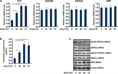 A GSK3-SRF Axis Mediates Angiotensin II Induced Endothelin Transcription in Vascular Endothelial Cells